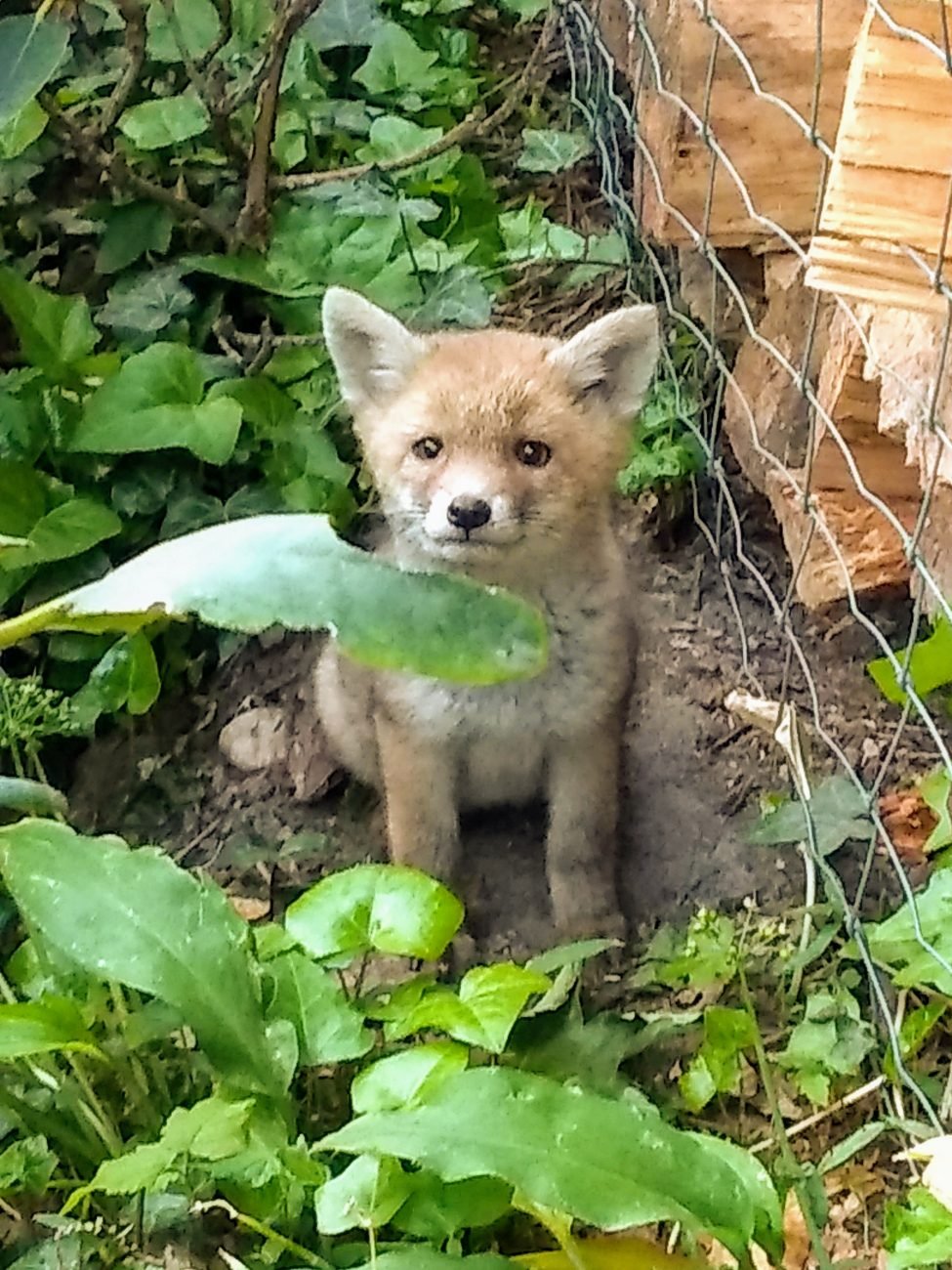 jong vosje in de tuin
