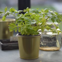 5 groenten die je kan kweken op de vensterbank