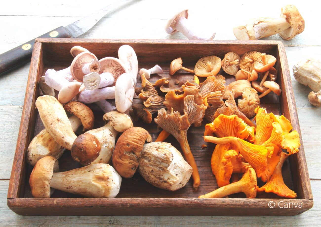 10 lekkere recepten met paddenstoelen